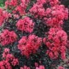Midnight Magic Crape Myrtle (Multi Trunk) - 7 Gallon Pot -Outlet Drip Mingle Store lagerstroemia midnight magic crape myrtle 15