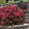 My Fair Myrtle Crape Myrtle (Lagerstroemia) - 3 Gallon Pot