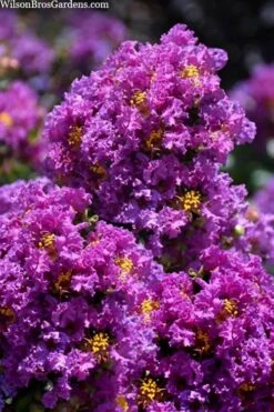 Purple Magic Crape Myrtle Tree (Multi Trunk) - 7 Gallon Pot -Outlet Drip Mingle Store lagerstroemia purple magic crape myrtle single trunk tree 5 1