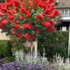 Ruffled Red Magic Crape Myrtle Tree (Single Trunk) - 7 Gallon Pot (5-6') -Outlet Drip Mingle Store lagerstroemia ruffled red magic crape myrtle single trunk tree 2