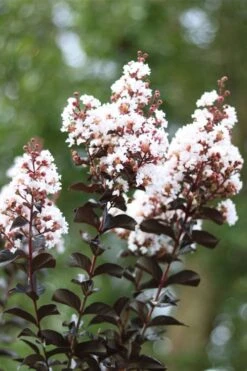 Thunderstruck White Lightning Crape Myrtle - 1 Gallon Pot -Outlet Drip Mingle Store lagerstroemia thunderstruck white lightning crape myrtle 2 1