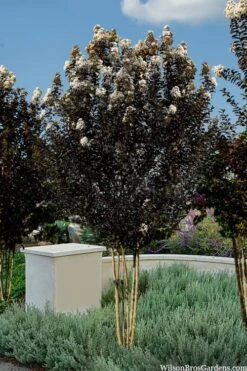 Thunderstruck White Lightning Crape Myrtle - 1 Gallon Pot -Outlet Drip Mingle Store lagerstroemia thunderstruck white lightning crape myrtle 3 1