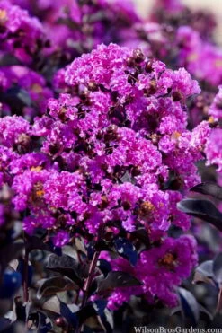 Black Diamond 'Purely Purple' Crape Myrtle - 3 Gallon Pot -Outlet Drip Mingle Store lagestroemia indica purely purple black diamond crape myrtle 1 1