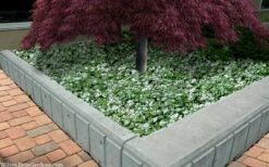 Purple Dragon Lamium - 6 Pack Of Pint Pots -Outlet Drip Mingle Store lamium maculatam white nancy spotted dead nettle 105