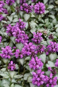 Purple Dragon Lamium - 6 Pack Of Pint Pots -Outlet Drip Mingle Store lamium maculatum purple dragon 3