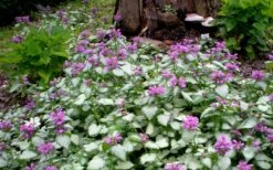 Purple Dragon Lamium - 1 Gallon Pot -Outlet Drip Mingle Store lamium maculatum purple dragon 4 1