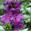 Purple Dragon Lamium - 1 Gallon Pot 2 Purple Dragon Lamium - 1 Gallon Pot -Outlet Drip Mingle Store lamium maculatum purple dragon 5 1
