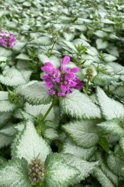Purple Dragon Lamium - 6 Pack Of Pint Pots -Outlet Drip Mingle Store lamium maculatum purple dragon 7