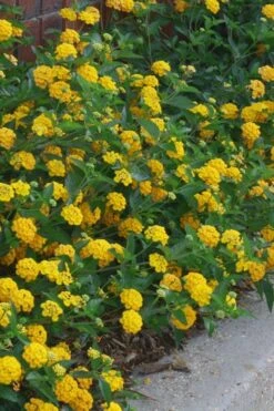 New Gold Hardy Lantana - 6 Pack Of 1 Gallon Pots -Outlet Drip Mingle Store lantana new gold 10 1