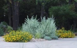 New Gold Hardy Lantana - 5 Pack Of Quart Pots 12 New Gold Hardy Lantana - 5 Pack Of Quart Pots -Outlet Drip Mingle Store lantana new gold 11 2