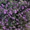 Trailing Lavender Lantana - 1 Gallon Pot -Outlet Drip Mingle Store lantana trailing lavender 105