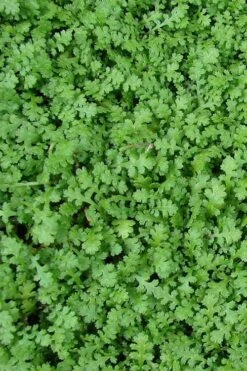 Miniature Brass Buttons Fairy Fern (Leptinella Gruveri) - 6 Pack Of Pint Pots -Outlet Drip Mingle Store leptinella gruveri miniature brass buttons fairy fern 3