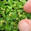 Miniature Brass Buttons Fairy Fern (Leptinella Gruveri) - 6 Pack Of Pint Pots -Outlet Drip Mingle Store leptinella gruveri miniature brass buttons fairy fern 4