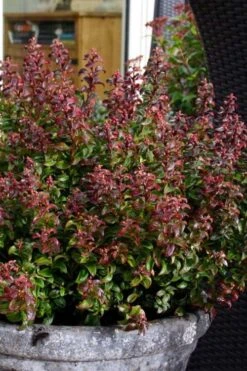 Twisting Red Leucothoe (Fetterbush) - 2 Gallon Pot -Outlet Drip Mingle Store leucothoe axillaris twisting red coastal dog hobble 2