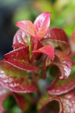Twisting Red Leucothoe (Fetterbush) - 1 Gallon Pot -Outlet Drip Mingle Store leucothoe axillaris twisting red coastal dog hobble 3 1