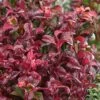 Twisting Red Leucothoe (Fetterbush) - 2 Gallon Pot