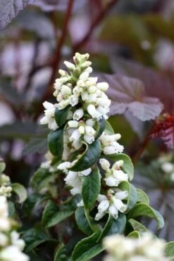 Twisting Red Leucothoe (Fetterbush) - 1 Gallon Pot -Outlet Drip Mingle Store leucothoe axillaris twisting red coastal dog hobble 5 1
