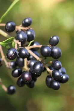 Waxleaf Ligustrum - 1 Gallon Pot 23 Waxleaf Ligustrum - 1 Gallon Pot -Outlet Drip Mingle Store ligustrum japonicum waxleaf privet 2