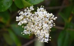 Waxleaf Ligustrum - 1 Gallon Pot 24 Waxleaf Ligustrum - 1 Gallon Pot -Outlet Drip Mingle Store ligustrum japonicum waxleaf privet 3