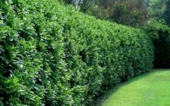 Waxleaf Ligustrum - 1 Gallon Pot 18 Waxleaf Ligustrum - 1 Gallon Pot -Outlet Drip Mingle Store ligustrum japonicum waxleaf privet 4