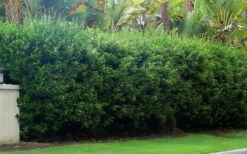 Waxleaf Ligustrum - 1 Gallon Pot 22 Waxleaf Ligustrum - 1 Gallon Pot -Outlet Drip Mingle Store ligustrum japonicum waxleaf privet 5