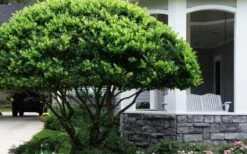 Waxleaf Ligustrum - 1 Gallon Pot 25 Waxleaf Ligustrum - 1 Gallon Pot -Outlet Drip Mingle Store ligustrum japonicum waxleaf privet 6