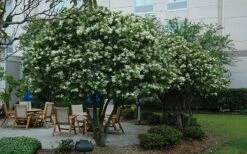 Waxleaf Ligustrum - 1 Gallon Pot 20 Waxleaf Ligustrum - 1 Gallon Pot -Outlet Drip Mingle Store ligustrum japonicum waxleaf privet 7