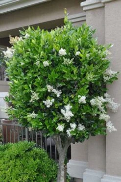 Waxleaf Ligustrum - 1 Gallon Pot 17 Waxleaf Ligustrum - 1 Gallon Pot -Outlet Drip Mingle Store ligustrum japonicum waxleaf privet 8