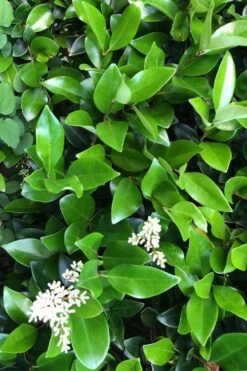 Waxleaf Ligustrum - 6 Pack Of 1 Gallon Pots -Outlet Drip Mingle Store ligustrum japonicum waxleaf privet 9 1