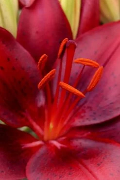 Tiny Comfort Asiatic Lily - 1 Gallon Pot -Outlet Drip Mingle Store lilium asiaticum tiny comfort asian lily 1