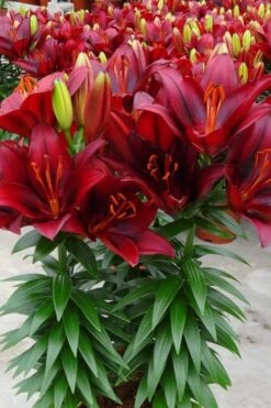 Tiny Comfort Asiatic Lily - 1 Gallon Pot -Outlet Drip Mingle Store lilium asiaticum tiny comfort asian lily 3