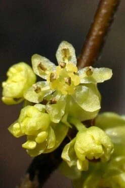 Spicebush (Lindera Benzoin) - 1 Gallon Pot 25 Spicebush (Lindera Benzoin) - 1 Gallon Pot -Outlet Drip Mingle Store lindera benzoin yellow spicebush 1 2