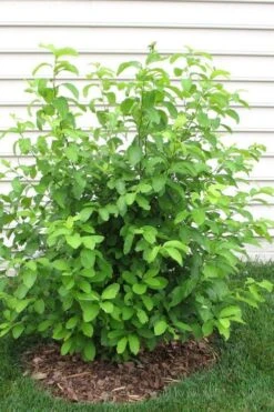 Spicebush (Lindera Benzoin) - 2.5 Gallon Pot 23 Spicebush (Lindera Benzoin) - 2.5 Gallon Pot -Outlet Drip Mingle Store lindera benzoin yellow spicebush 11 1