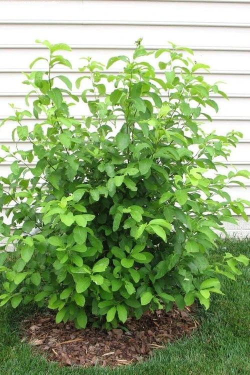 Spicebush (Lindera Benzoin) - 2.5 Gallon Pot 12 Spicebush (Lindera Benzoin) - 2.5 Gallon Pot - Image 10