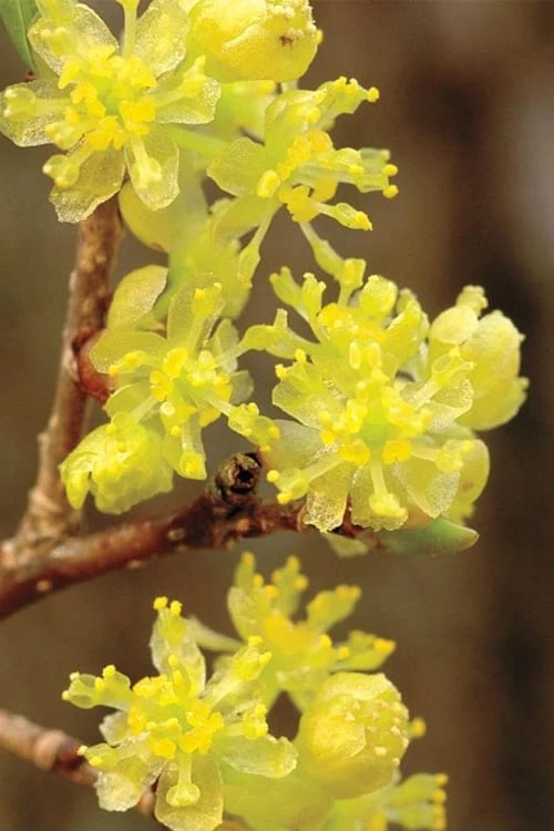 Spicebush (Lindera Benzoin) - 2.5 Gallon Pot 3 Spicebush (Lindera Benzoin) - 2.5 Gallon Pot