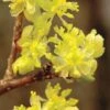 Spicebush (Lindera Benzoin) - 1 Gallon Pot -Outlet Drip Mingle Store lindera benzoin yellow spicebush 2 2