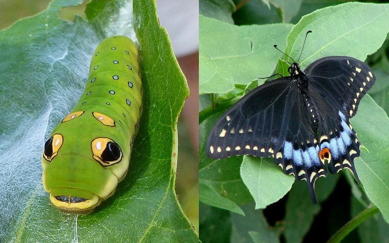 Spicebush (Lindera Benzoin) - 2.5 Gallon Pot 7 Spicebush (Lindera Benzoin) - 2.5 Gallon Pot - Image 5