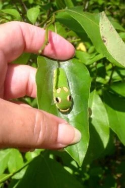 Spicebush (Lindera Benzoin) - 3 Pack Of 1.5 Quart Pots -Outlet Drip Mingle Store lindera benzoin yellow spicebush 7