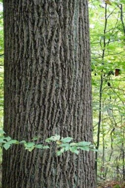 Tulip Poplar Tree - 1 Gallon Pot -Outlet Drip Mingle Store liriodendron tulipifera yellow tulip poplar flower 11