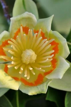Tulip Poplar Tree - 3 Gallon Pot 23 Tulip Poplar Tree - 3 Gallon Pot -Outlet Drip Mingle Store liriodendron tulipifera yellow tulip poplar flower 12 2