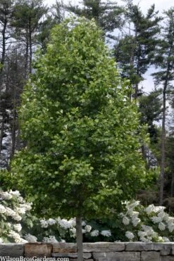 Tulip Poplar Tree - 3 Gallon Pot 17 Tulip Poplar Tree - 3 Gallon Pot -Outlet Drip Mingle Store liriodendron tulipifera yellow tulip poplar flower 3 2