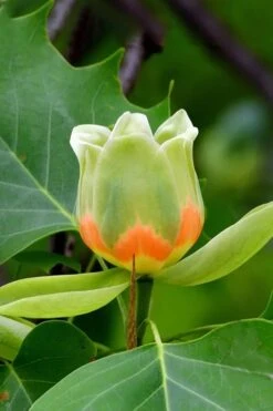 Tulip Poplar Tree - 1 Gallon Pot -Outlet Drip Mingle Store liriodendron tulipifera yellow tulip poplar flower 6