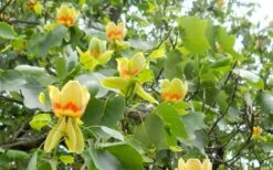 Tulip Poplar Tree - 1 Gallon Pot -Outlet Drip Mingle Store liriodendron tulipifera yellow tulip poplar flower 8