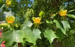 Tulip Poplar Tree (Liriodendron Tulipifera) - 3 Pack Of 1.5 Quart Pots -Outlet Drip Mingle Store liriodendron tulipifera yellow tulip poplar flower 9 1