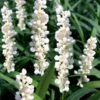 Monroe's White Liriope (Lilyturf) - 1 Gallon Pot -Outlet Drip Mingle Store liriope muscari monroes white lily turf 20