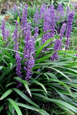 Royal Purple Liriope - Lilyturf - 18 Count Flats Of Pint Pots -Outlet Drip Mingle Store liriope muscari royal purple lilyturf 102