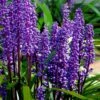 Royal Purple Liriope - Lilyturf - 18 Count Flats Of Pint Pots 2 Royal Purple Liriope - Lilyturf - 18 Count Flats Of Pint Pots -Outlet Drip Mingle Store liriope muscari royal purple lilyturf 105