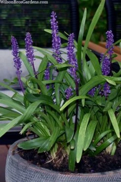 Royal Purple Liriope - Lilyturf - 18 Count Flats Of Pint Pots -Outlet Drip Mingle Store liriope muscari royal purple lilyturf 106