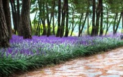 Royal Purple Liriope - Lilyturf - 18 Count Flats Of Pint Pots -Outlet Drip Mingle Store liriope muscari royal purple lilyturf 108