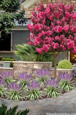 Variegated Liriope - Lilyturf - 18 Count Flat Of 3.5" Pint Pots 14 Variegated Liriope - Lilyturf - 18 Count Flat Of 3.5" Pint Pots -Outlet Drip Mingle Store liriope muscari variegata variegated liriope lilyturf 2 1